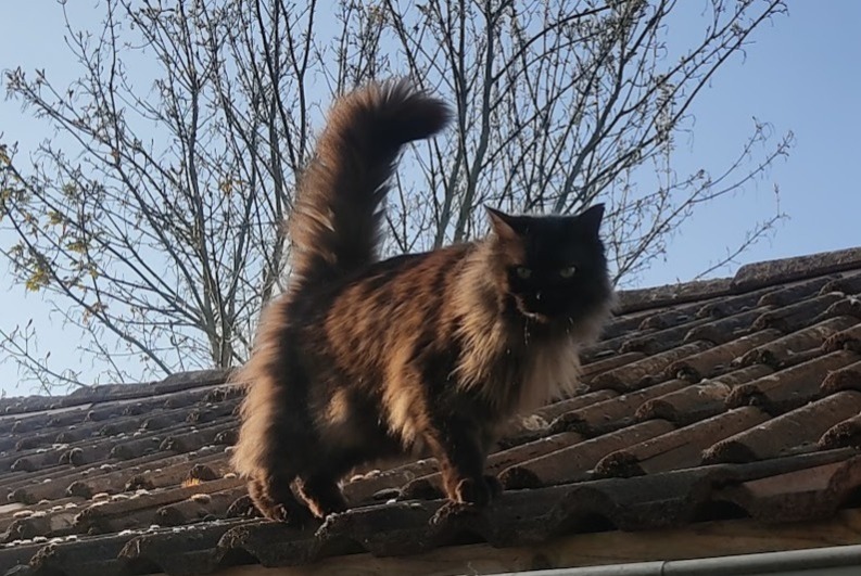 Alerte Disparition Chat Mâle , 12 ans Crécy-la-Chapelle France