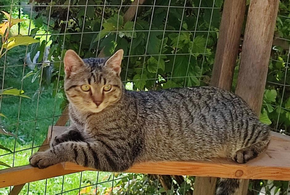 Alerte Disparition Chat croisement  Mâle , 1 ans Saint-Jean-Kourtzerode France