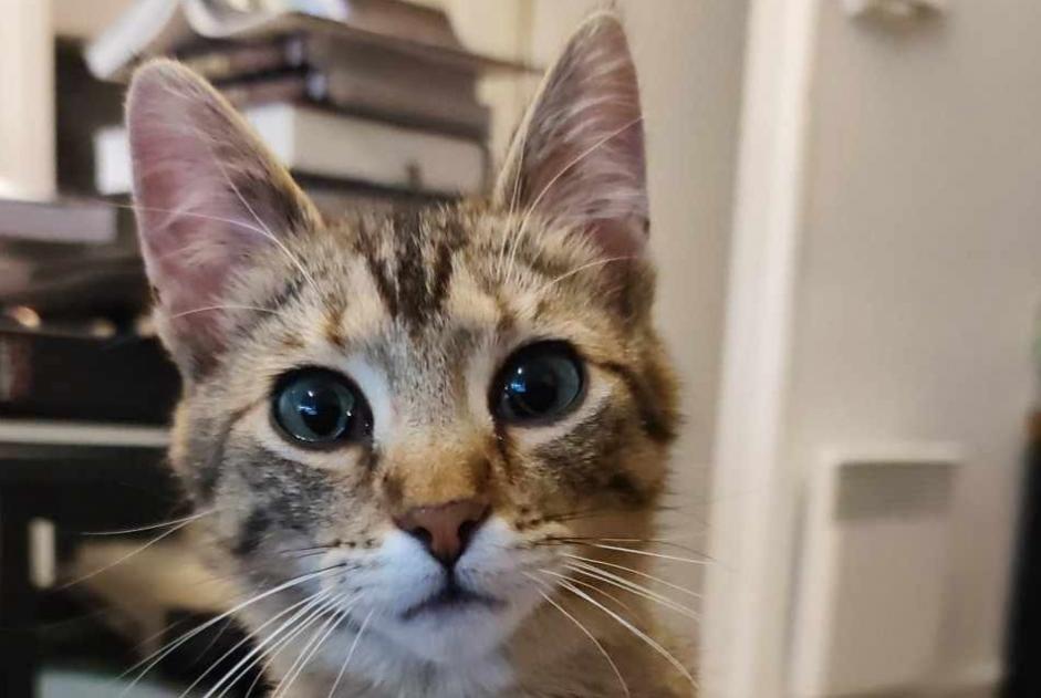 Alerte Disparition Chat  Femelle , 1 ans Vire Normandie France