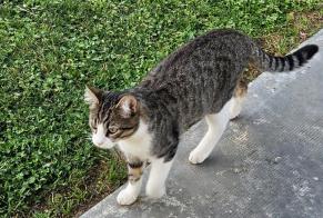 Alerte Disparition Chat Mâle , 1 ans Saint-Alban France