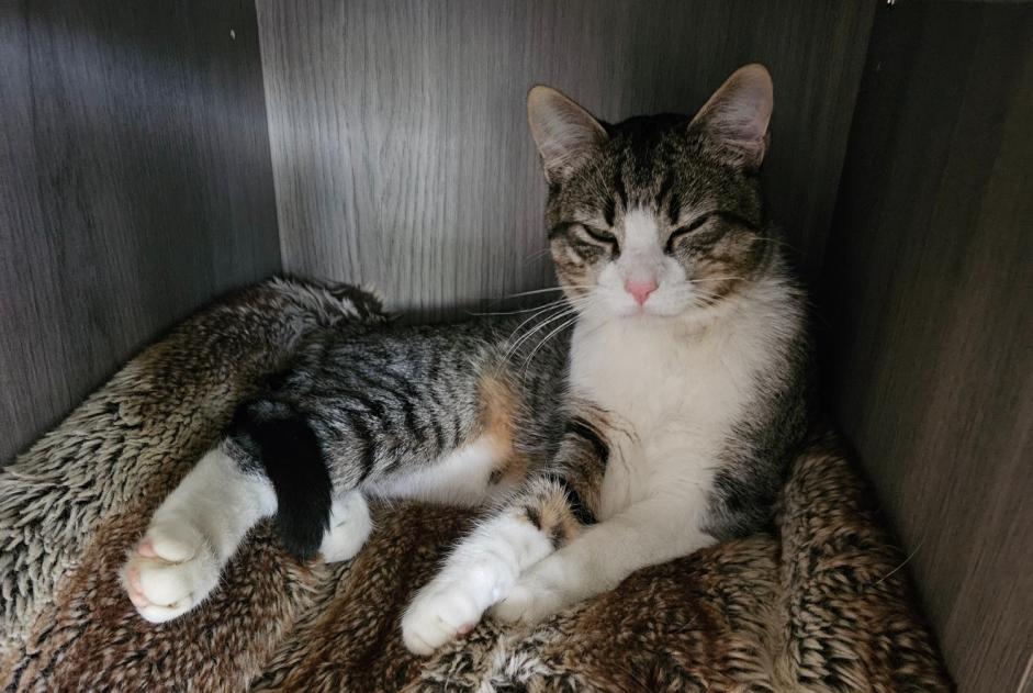 Alerte Disparition Chat Mâle , 1 ans Saint-Alban France