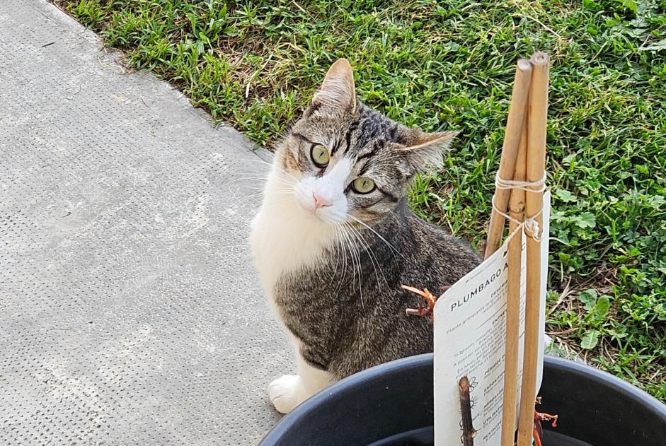 Alerte Disparition Chat Mâle , 1 ans Saint-Alban France