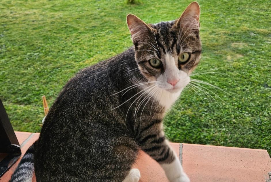 Alerte Disparition Chat Mâle , 1 ans Saint-Alban France