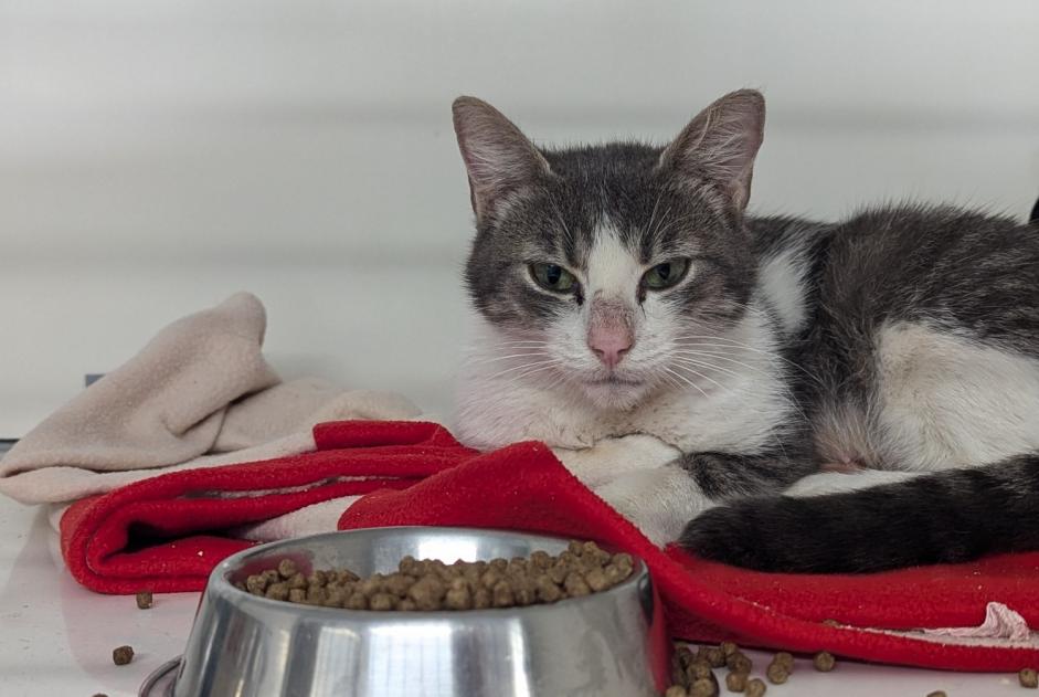 Alerte Découverte Chat Femelle Vitré France