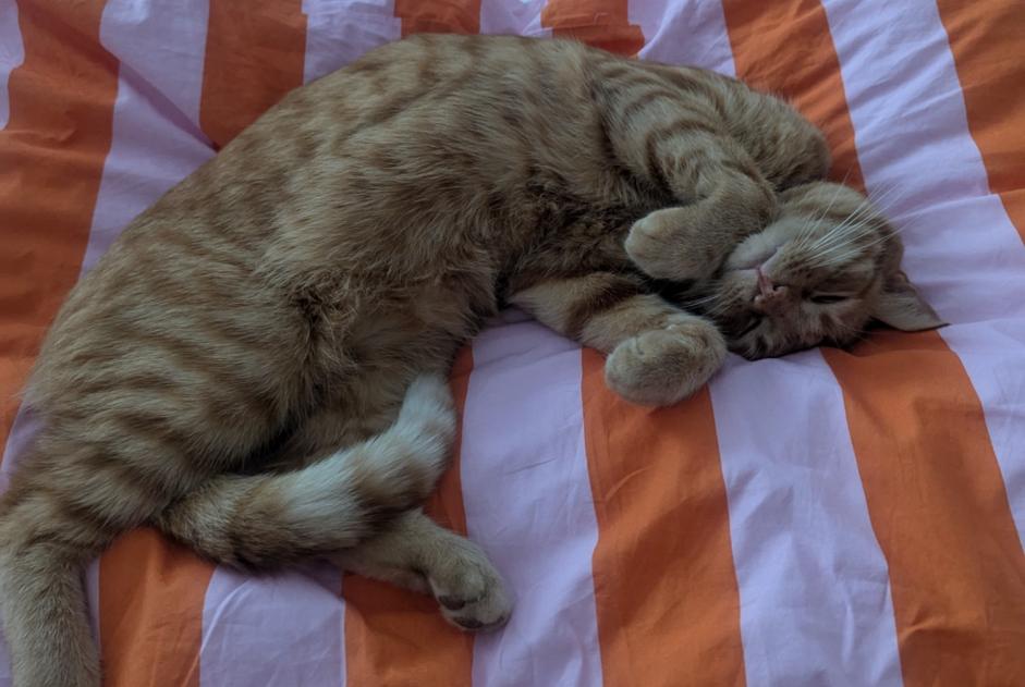Alerte Disparition Chat  Mâle , 2 ans Longeville-sur-Mer France