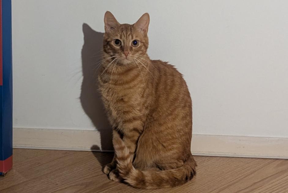 Alerte Disparition Chat  Mâle , 2 ans Longeville-sur-Mer France