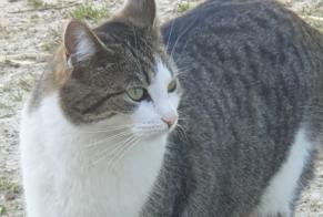Alerte Disparition Chat  Femelle , 5 ans Gainneville France