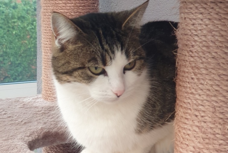 Alerte Disparition Chat  Femelle , 5 ans Gainneville France