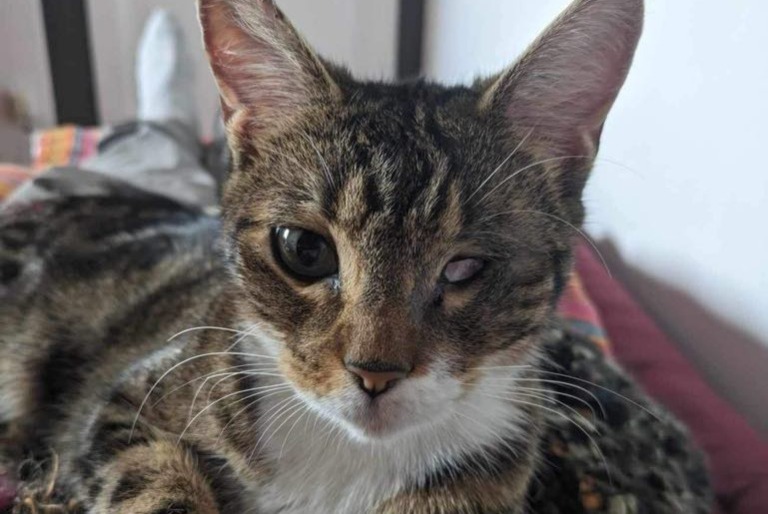 Alerte Disparition Chat  Femelle , 3 ans Boulogne-sur-Mer France