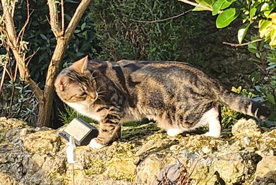 Alerte Disparition Chat  Femelle , 3 ans Boulogne-sur-Mer France
