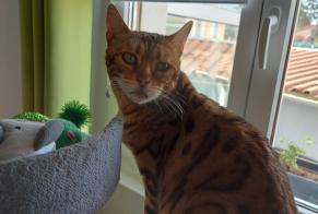 Alerte Disparition Chat  Femelle , 3 ans Lunéville France