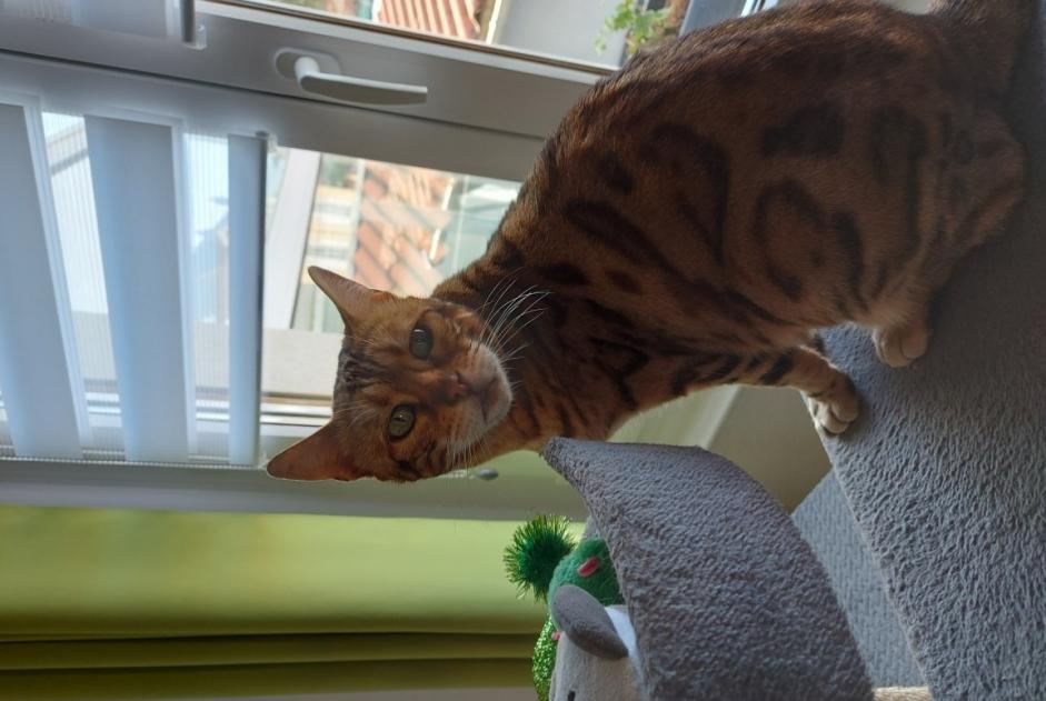 Alerte Disparition Chat  Femelle , 3 ans Lunéville France
