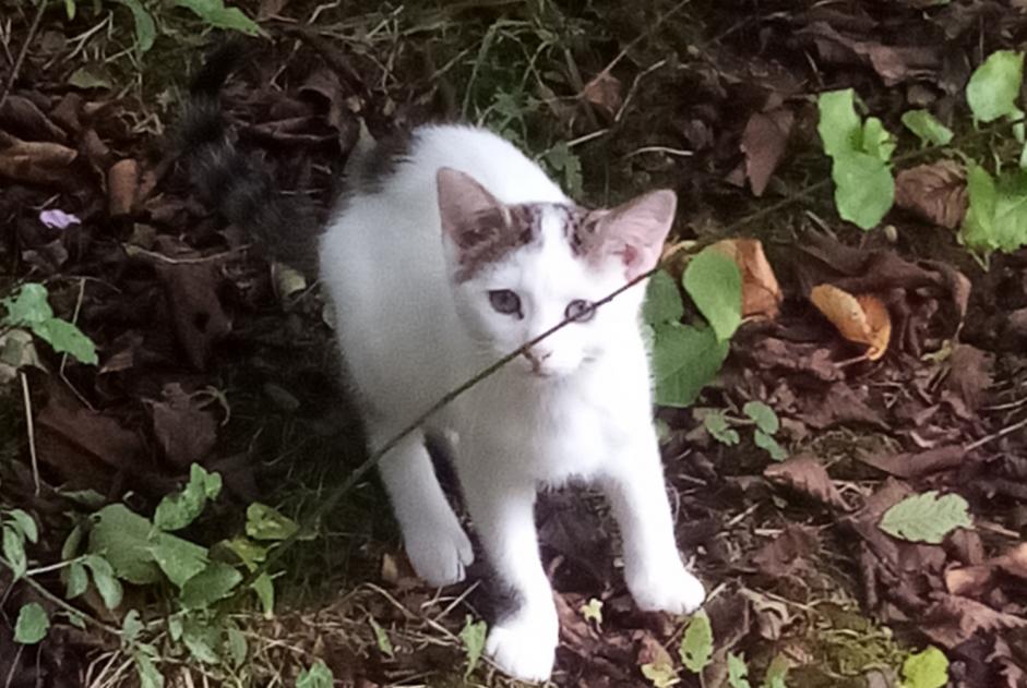 Alerte Disparition Chat  Mâle , 1 ans Fontenoy France