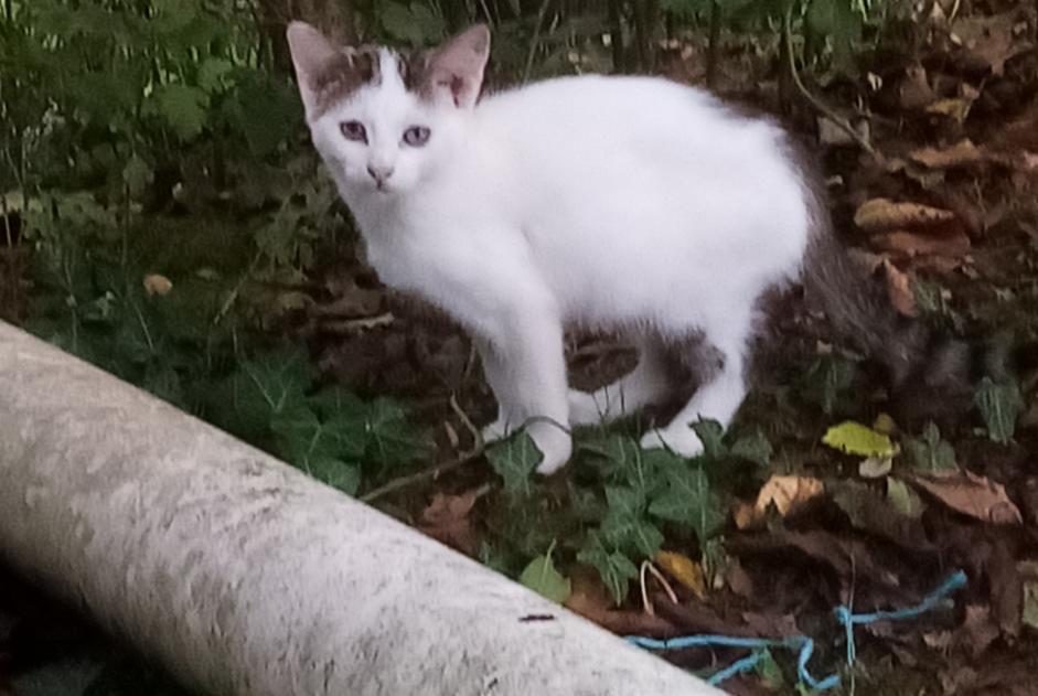 Alerte Disparition Chat  Mâle , 1 ans Fontenoy France