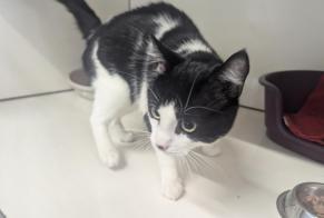 Alerte Découverte Chat Mâle Vitré France
