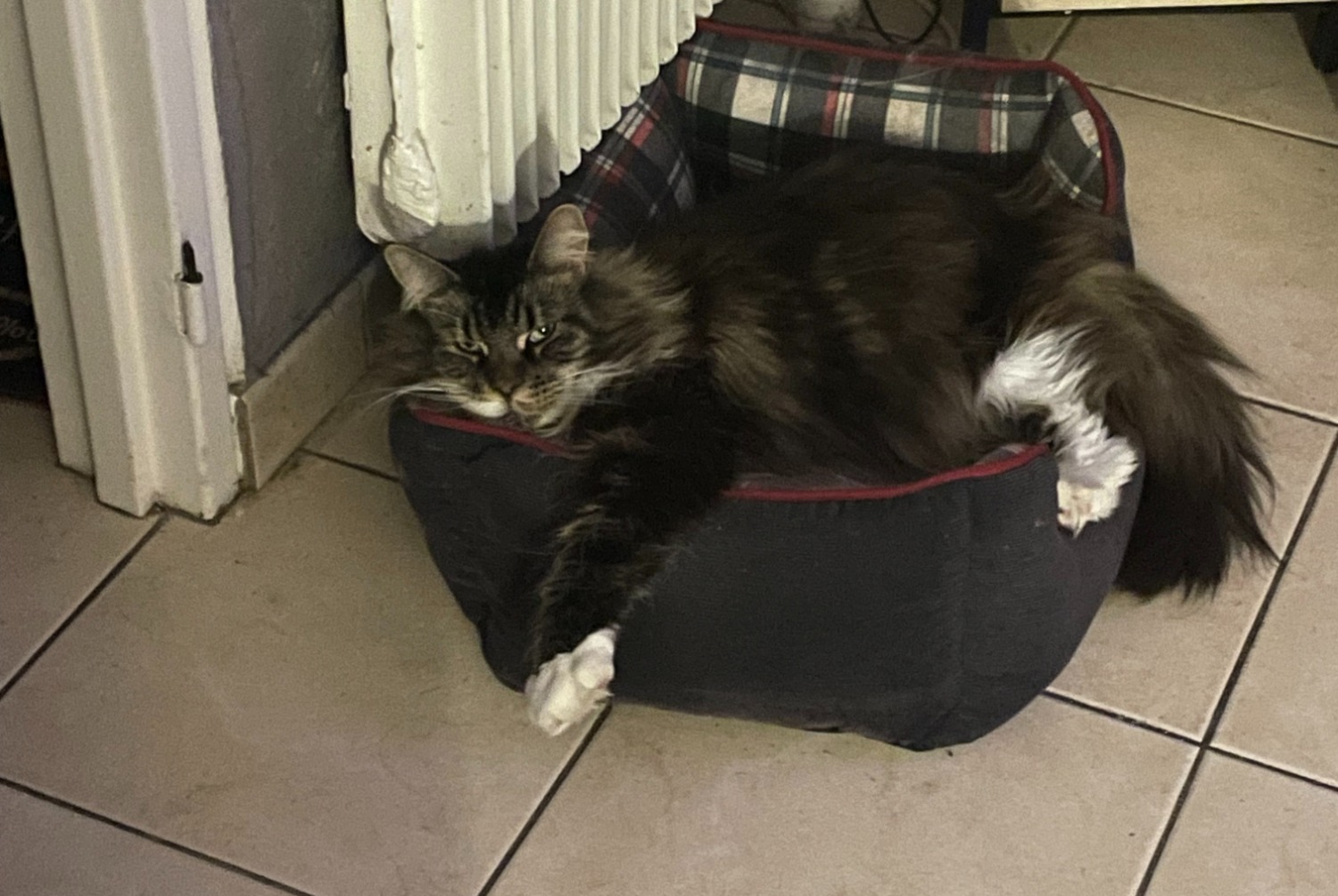 Alerte Disparition Chat croisement  Femelle , 7 ans Wattignies France