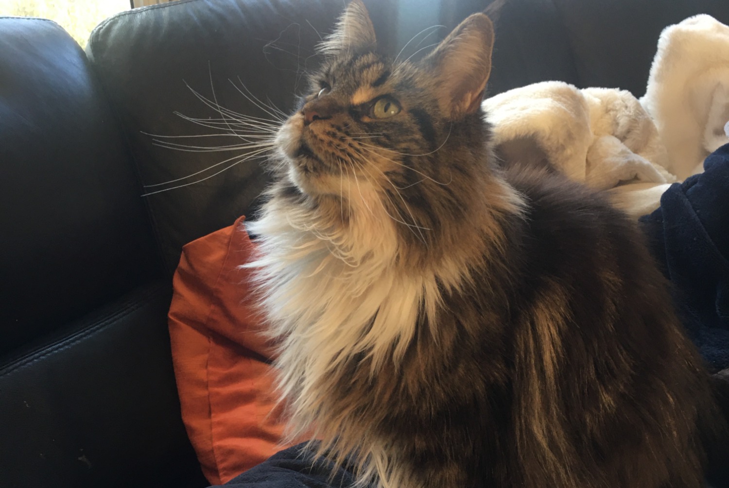 Alerte Disparition Chat croisement  Femelle , 7 ans Wattignies France