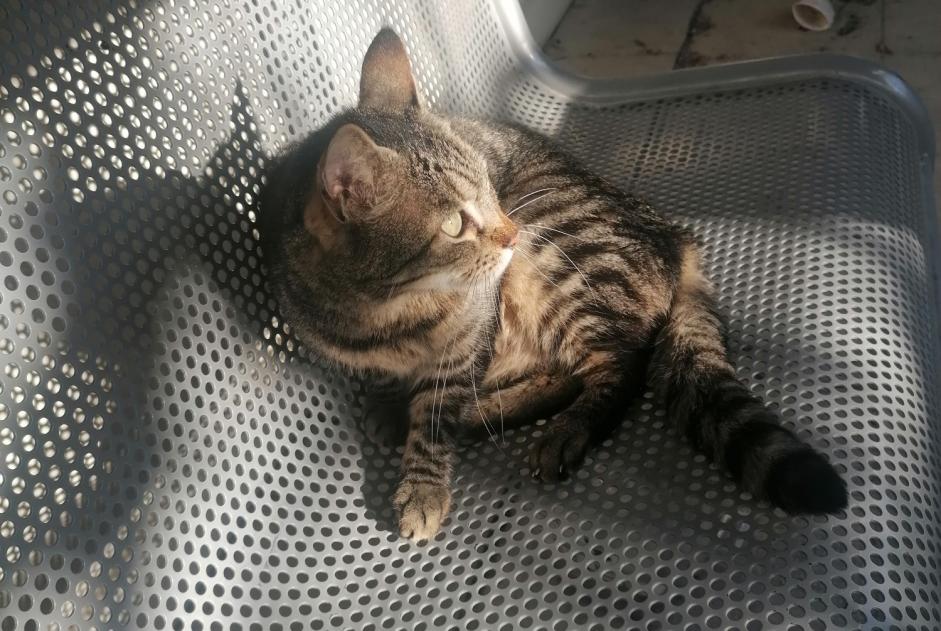 Alerte Découverte Chat Inconnu Nice France