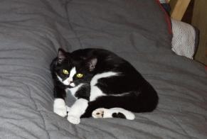 Alerte Disparition Chat Femelle , 2 ans Blois France