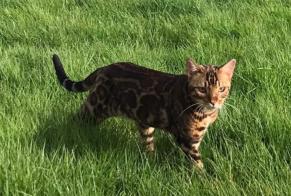 Alerte Disparition Chat  Mâle , 2 ans Saint-Florent France