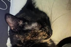 Alerte Disparition Chat  Femelle , 6 ans Luisant France