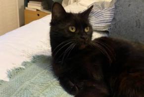 Alerte Disparition Chat Femelle , 7 ans Soyons France