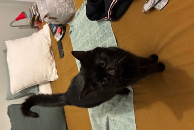 Alerte Disparition Chat Femelle , 7 ans Soyons France