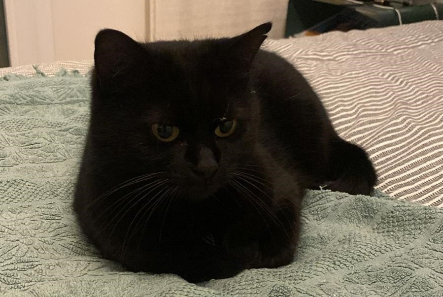 Alerte Disparition Chat Femelle , 7 ans Soyons France