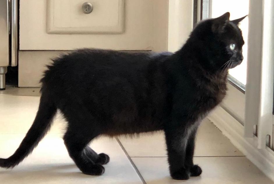 Alerte Disparition Chat Femelle , 7 ans Soyons France