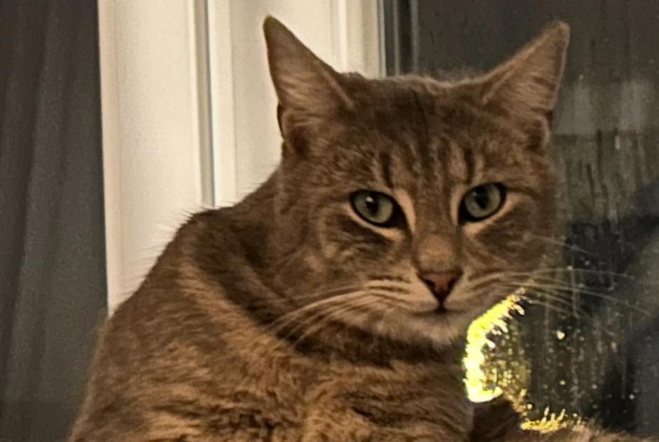 Alerte Disparition Chat  Mâle , 2 ans Bourges France
