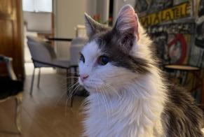 Alerte Disparition Chat croisement  Mâle , 19 ans Amboise France