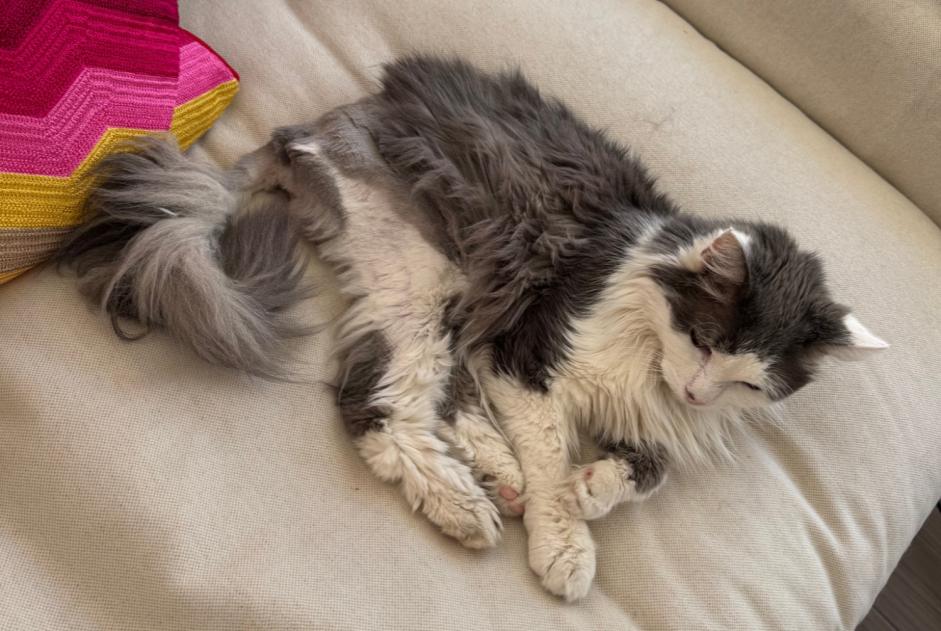Alerte Disparition Chat croisement  Mâle , 19 ans Amboise France