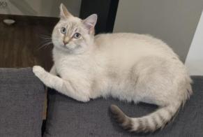 Alerte Disparition Chat croisement  Femelle , 1 ans Neuvy-en-Dunois France