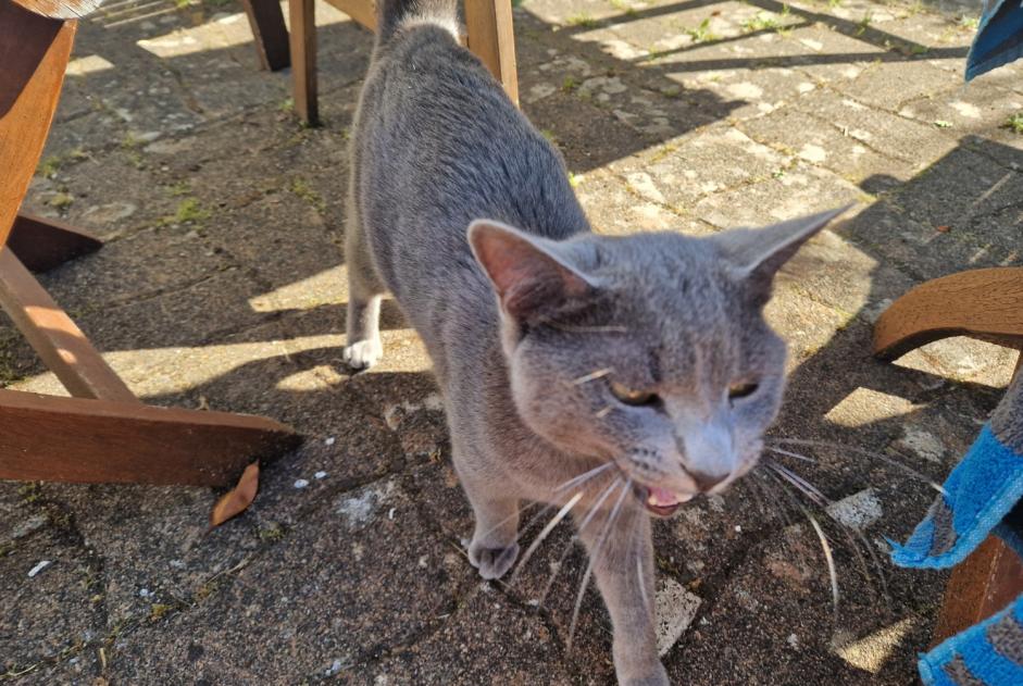 Alerte Découverte Chat Mâle , 1 année Plobannalec-Lesconil France