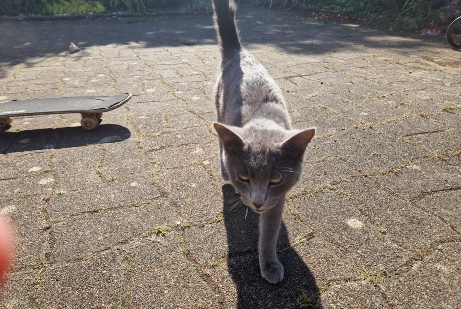 Alerte Découverte Chat Mâle , 1 année Plobannalec-Lesconil France