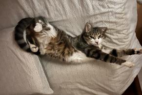 Alerte Découverte Chat Femelle Louhans France