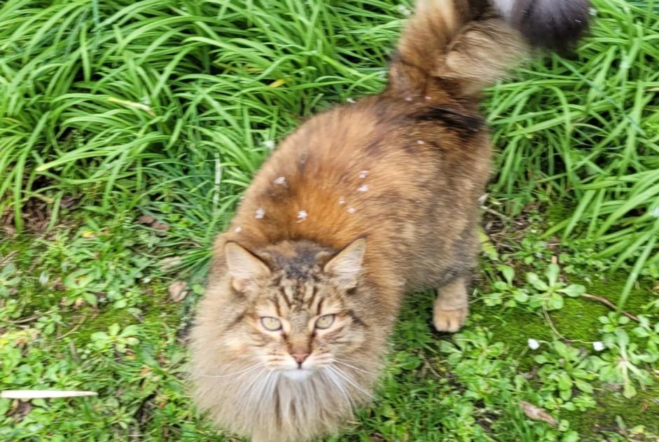 Alerte Disparition Chat Femelle , 13 ans Lanildut France