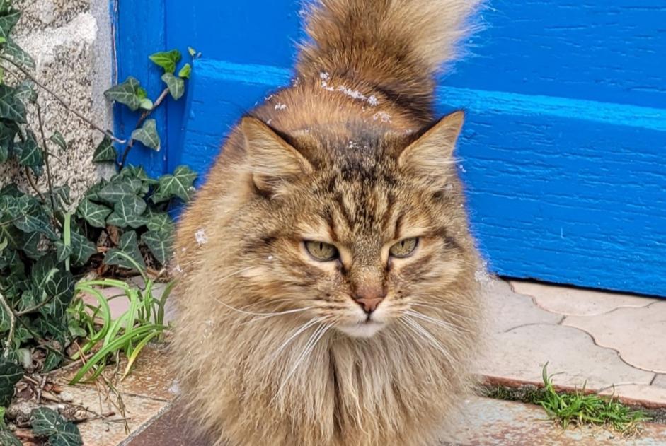 Alerte Disparition Chat Femelle , 13 ans Lanildut France