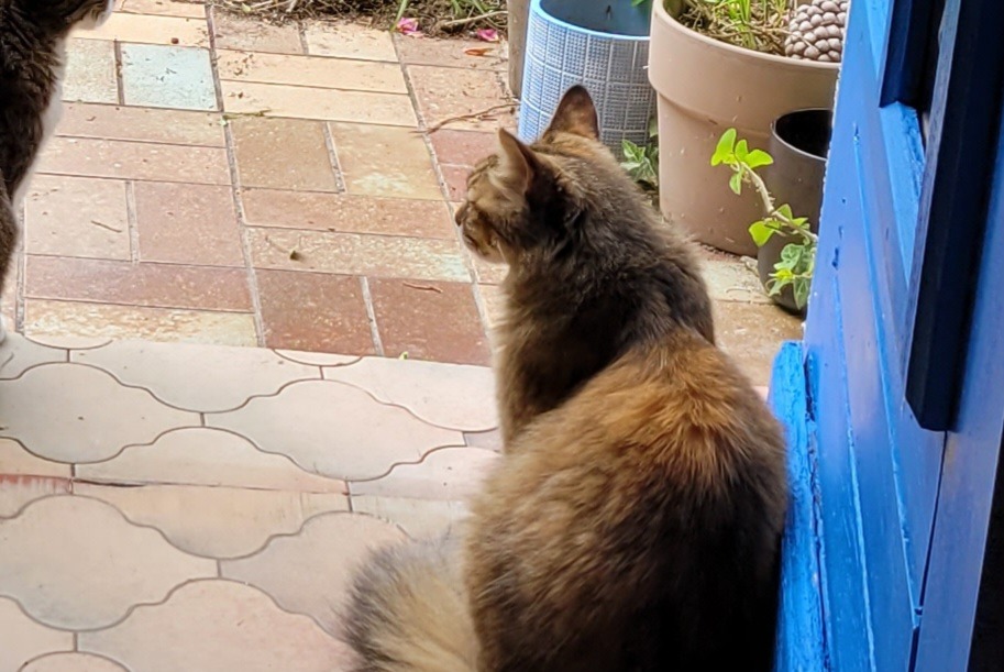 Alerte Disparition Chat Femelle , 13 ans Lanildut France