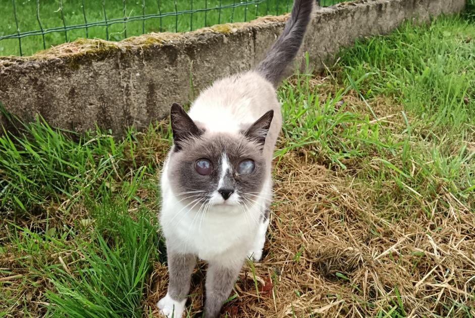 Alerte Découverte Chat Inconnu Lannion France