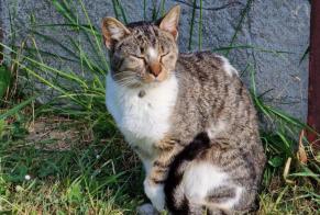 Alerte Découverte Chat Inconnu Bannost-Villegagnon France
