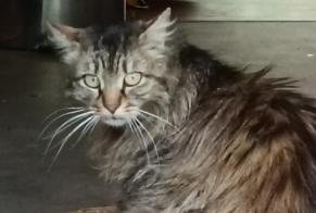 Alerte Découverte Chat Inconnu , 3 ans Alleyras France