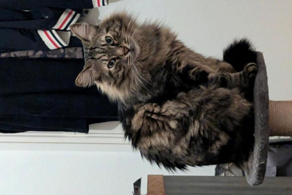 Alerte Disparition Chat Mâle , 5 ans Toulouse France