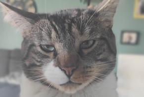 Alerte Disparition Chat Mâle , 5 ans Saint-Malo France