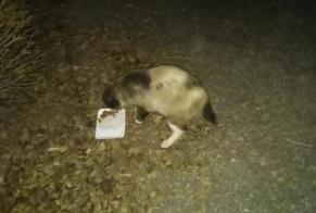 Alerte Disparition Chat  Mâle , 5 ans Belfort France