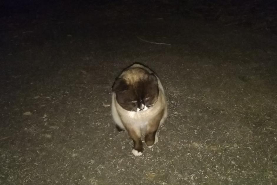 Alerte Disparition Chat  Mâle , 5 ans Belfort France