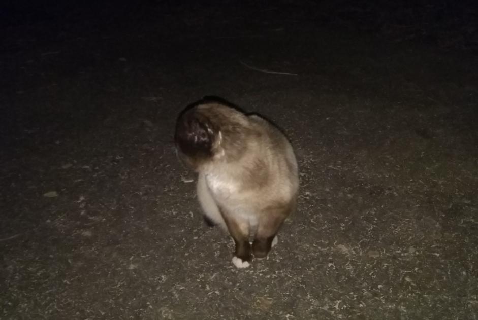 Alerte Disparition Chat  Mâle , 5 ans Belfort France