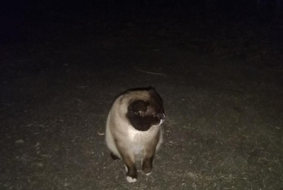 Alerte Disparition Chat  Mâle , 5 ans Belfort France