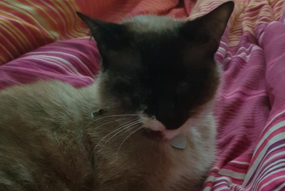 Alerte Disparition Chat croisement  Femelle , 11 ans Couëron France