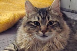 Alerte Disparition Chat croisement  Mâle , 1 ans Bourgoin-Jallieu France